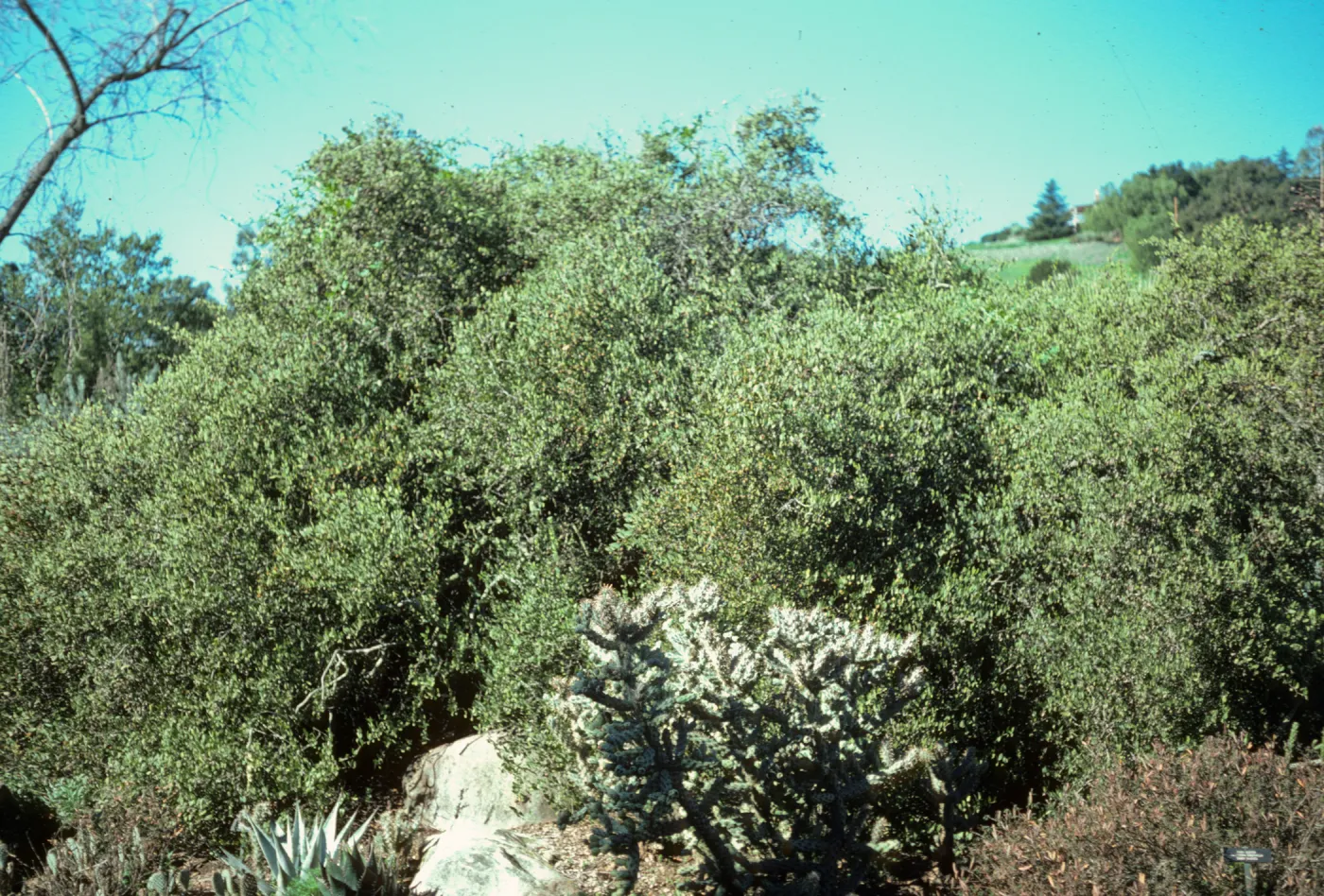 Simmondsia chinensis