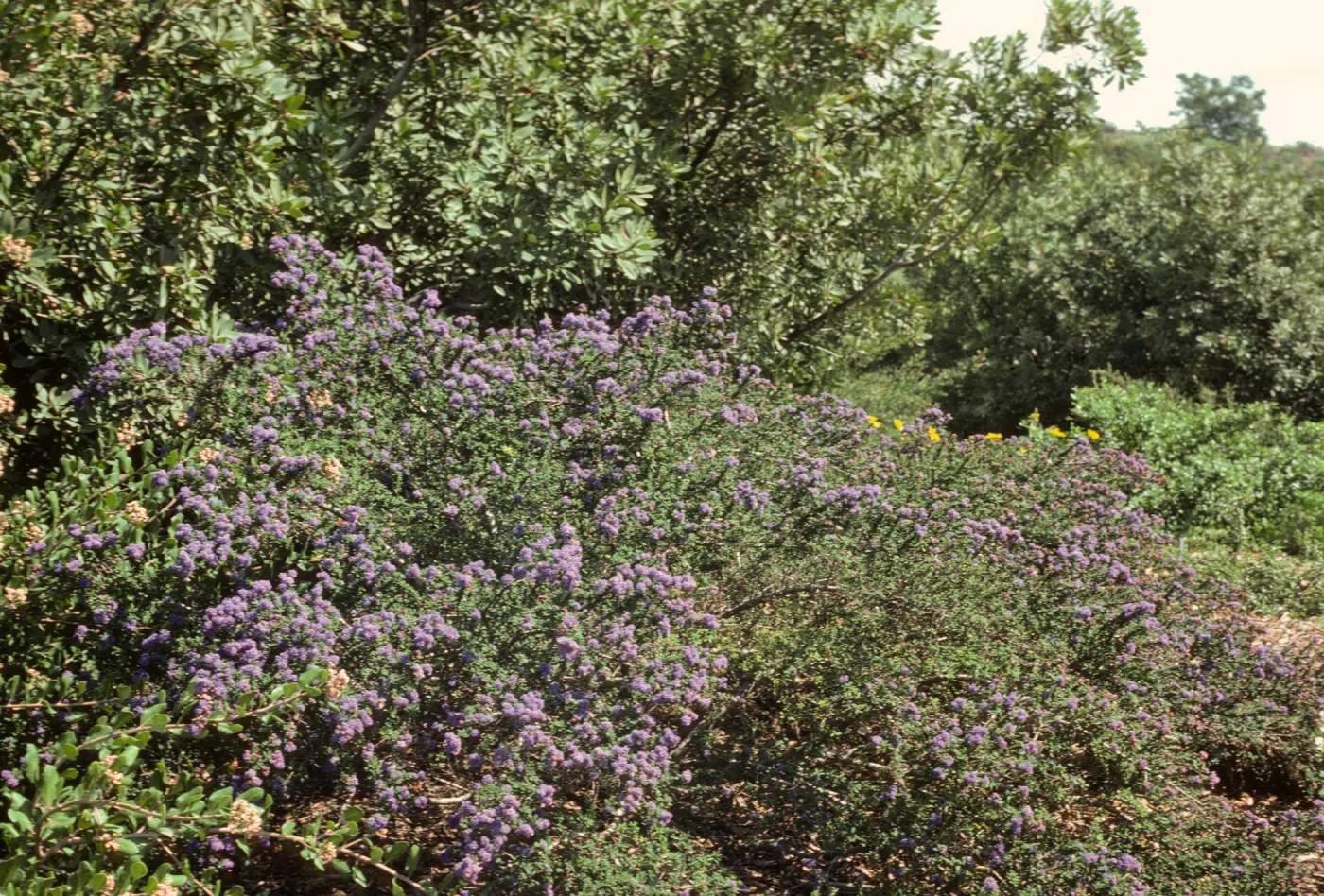 Ceanothus 'Dark Star' SBBG porter