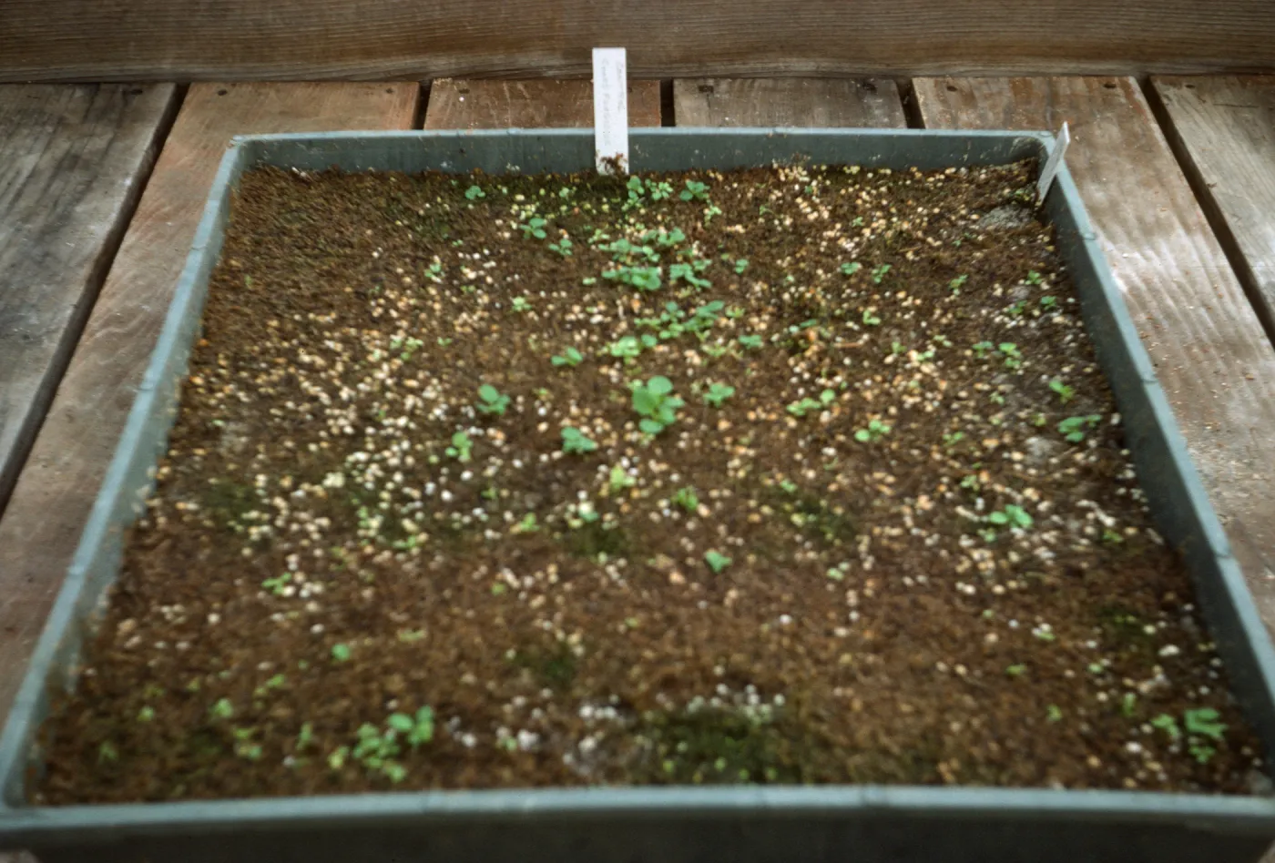 Petunia 'Fire Chief' exotic fungicide 8yr old seed Bio Con 400 test