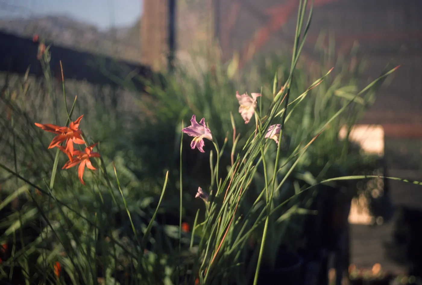 Gladiolus breeding trials