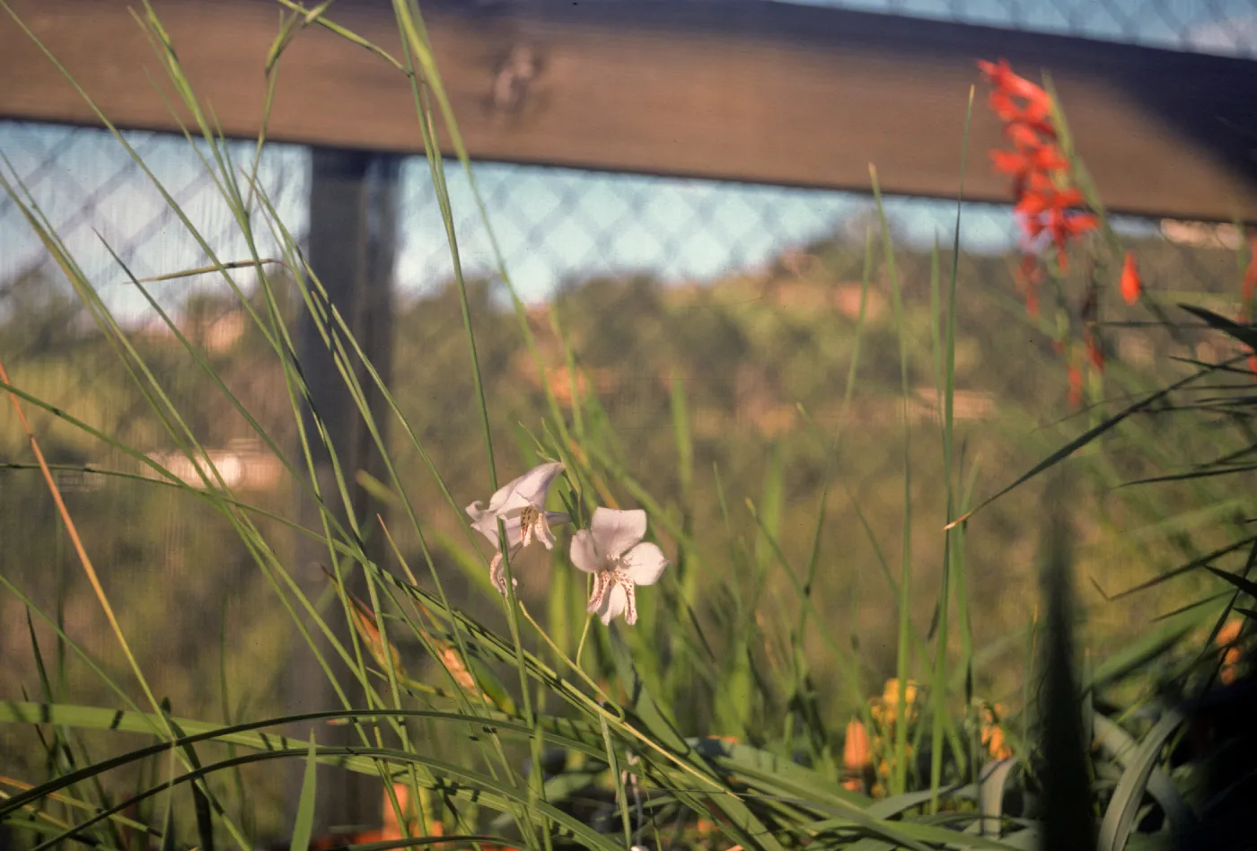 Gladiolus breeding trials