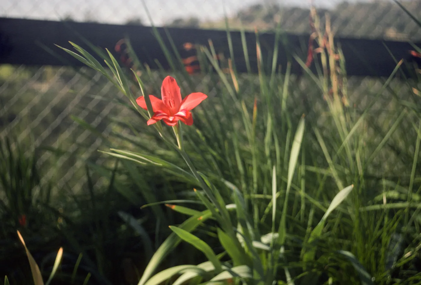 Gladiolus breeding trials