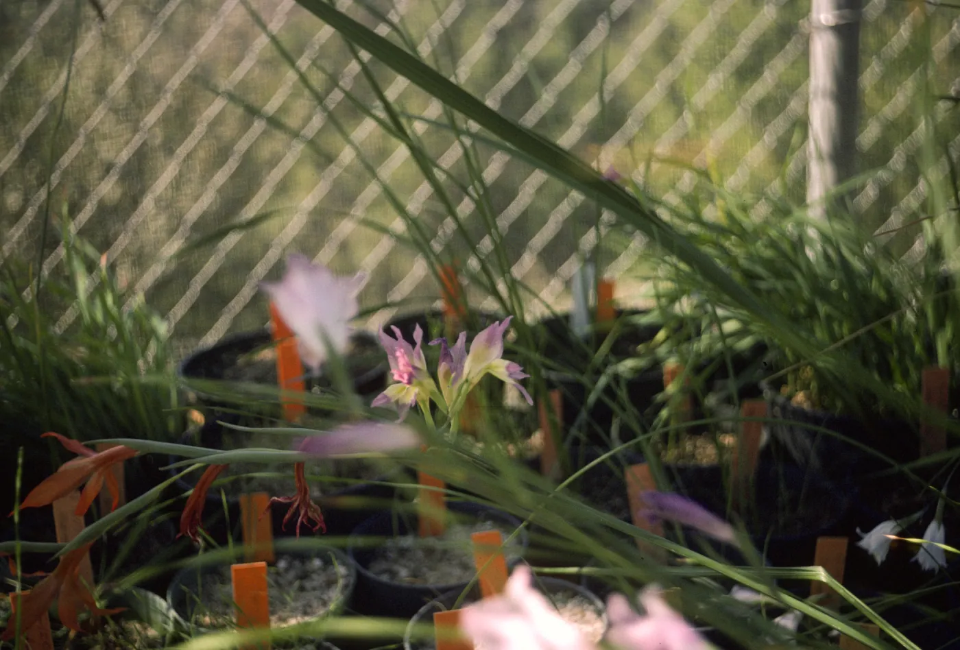 Gladiolus breeding trials G.scullyi