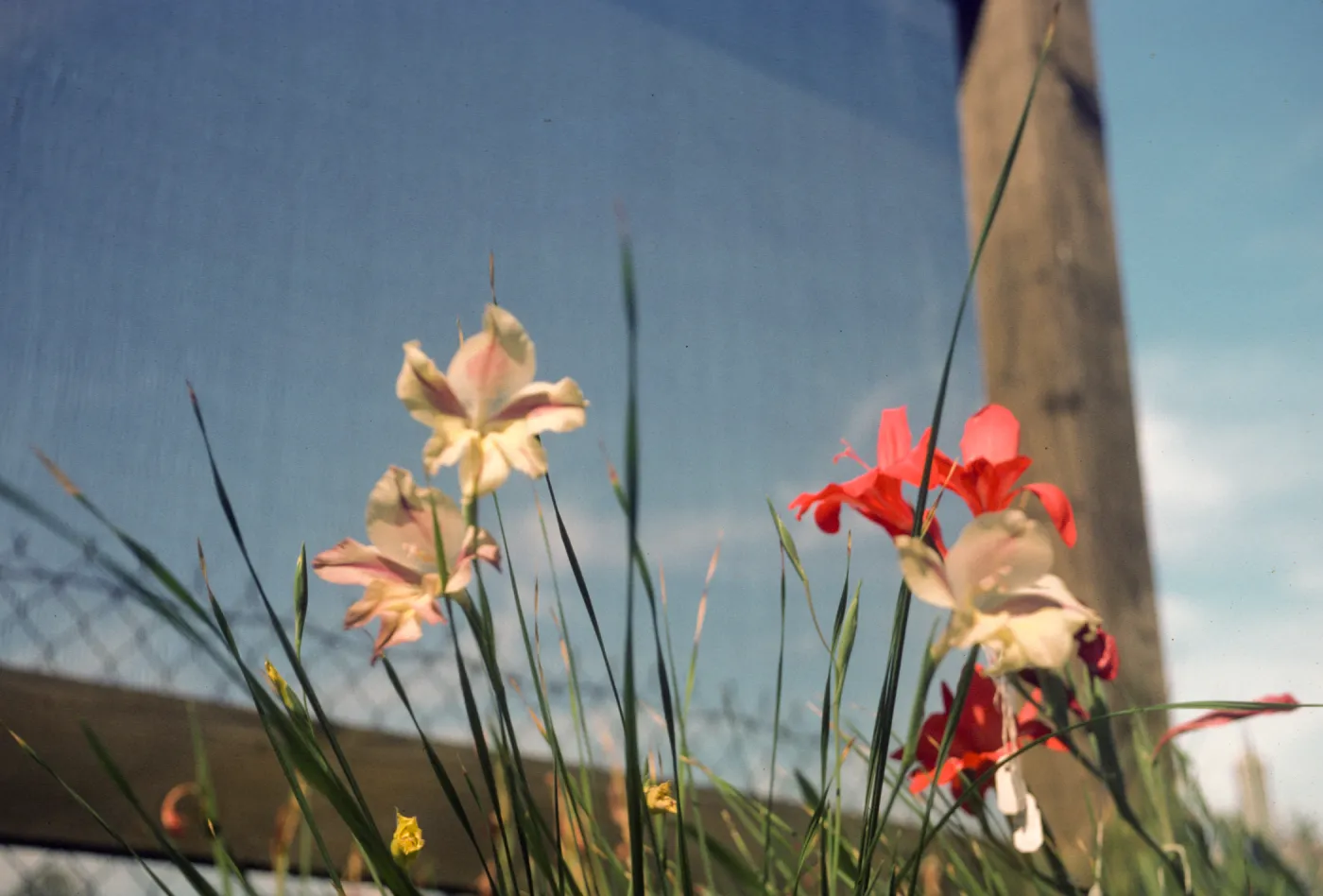 Gladiolus breeding trials