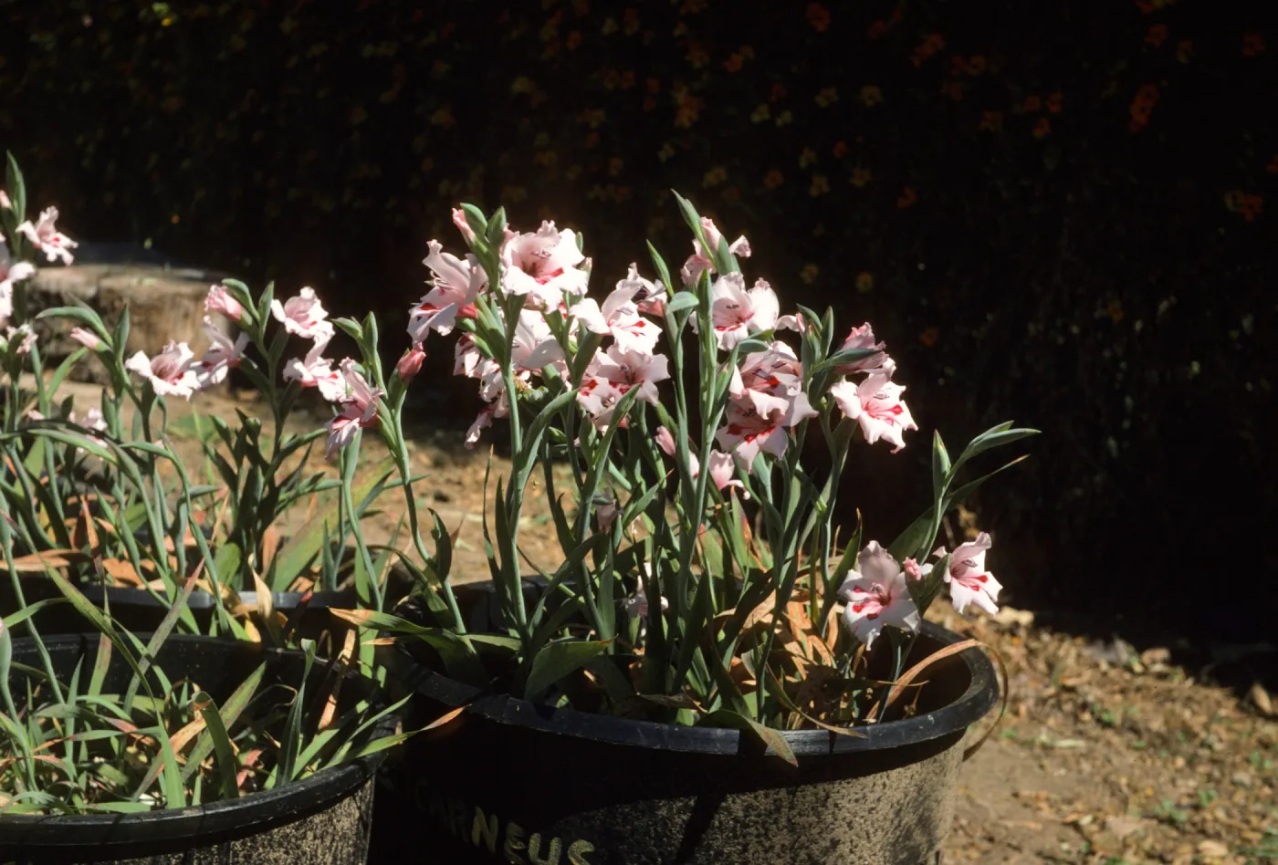 Gladiolus breeding trials Dick Dositts Nursery