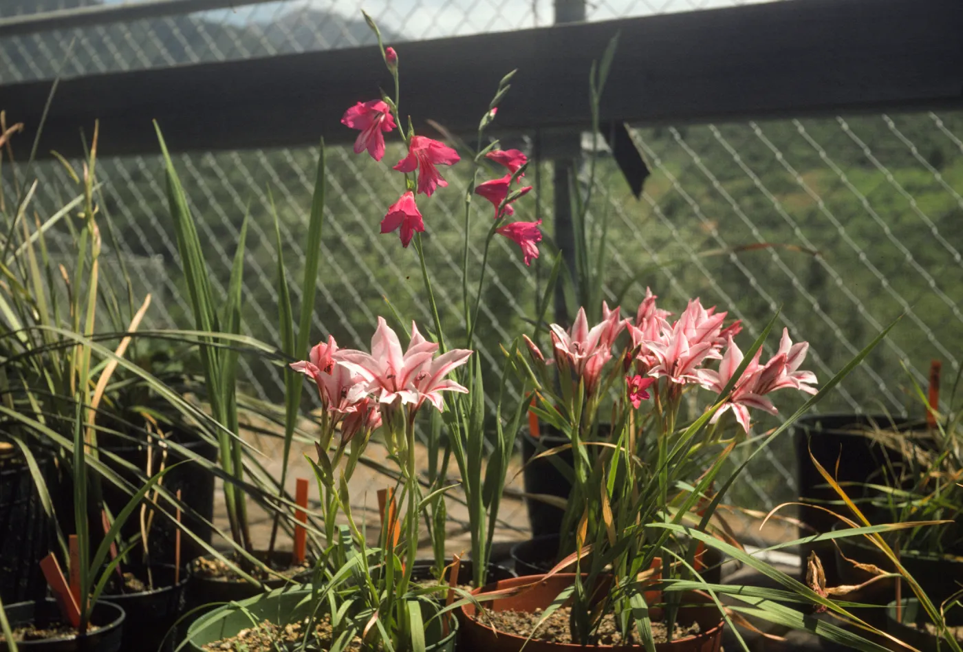 Gladiolus breeding trials