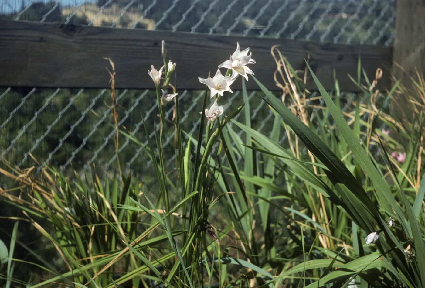 Gladiolus breeding trials