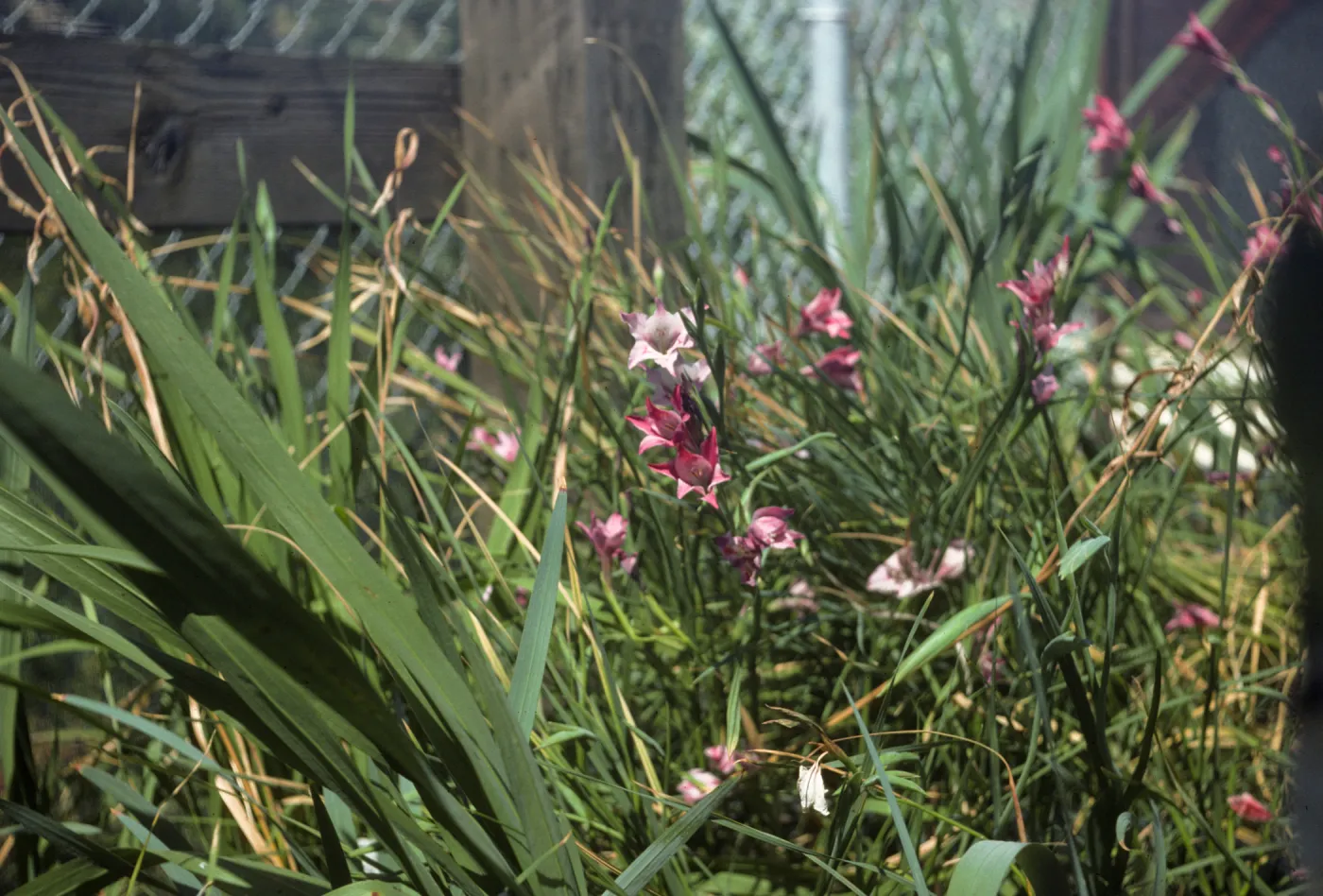 Gladiolus breeding trials Gladiolus tristis