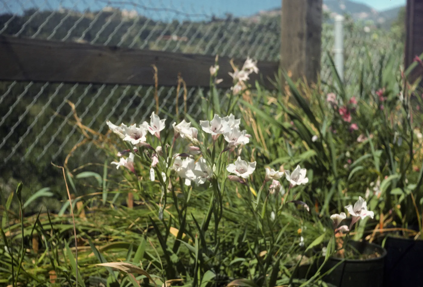 Gladiolus breeding trials
