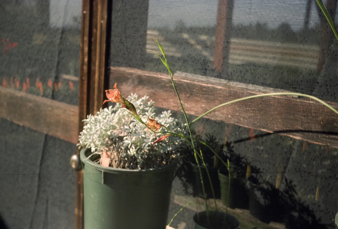 Gladiolus breeding trials