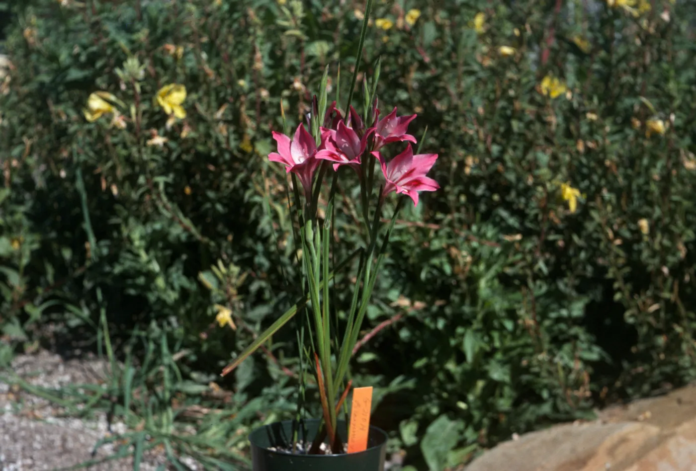 Gladiolus hybrids, Gladiolus tristis