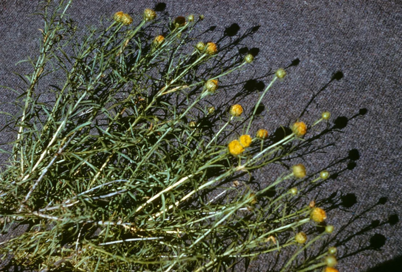 Eastwoodia elegans, Arroyo Del Puerto, Stanislaus County