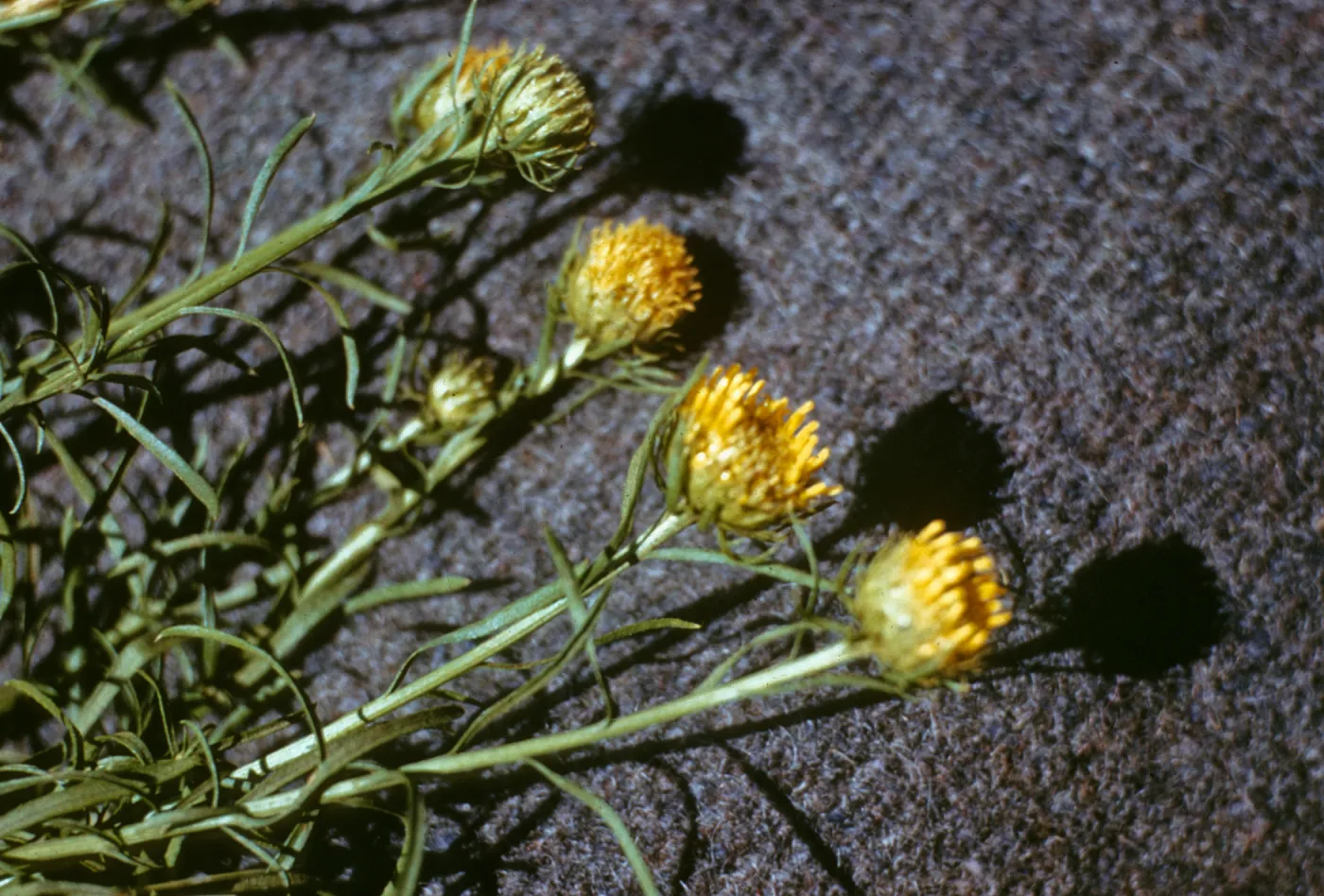 Eastwoodia elegans, Arroyo Del Puerto, Stanislaus County