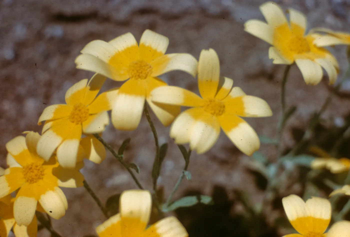 Eriophyllum ambiguum, Redrock Canyon, Kern County
