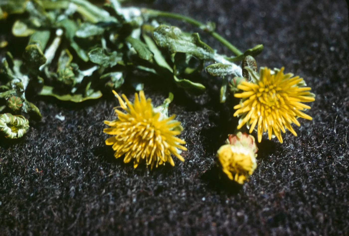 Malacothrix incana, Surf, Santa Barbara County