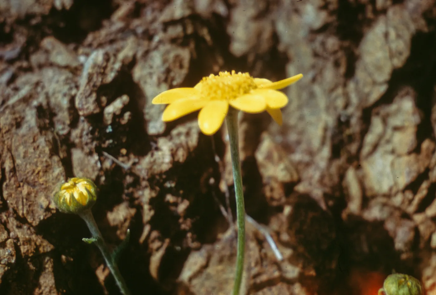 Monolopia gracilen, Hecker Pass