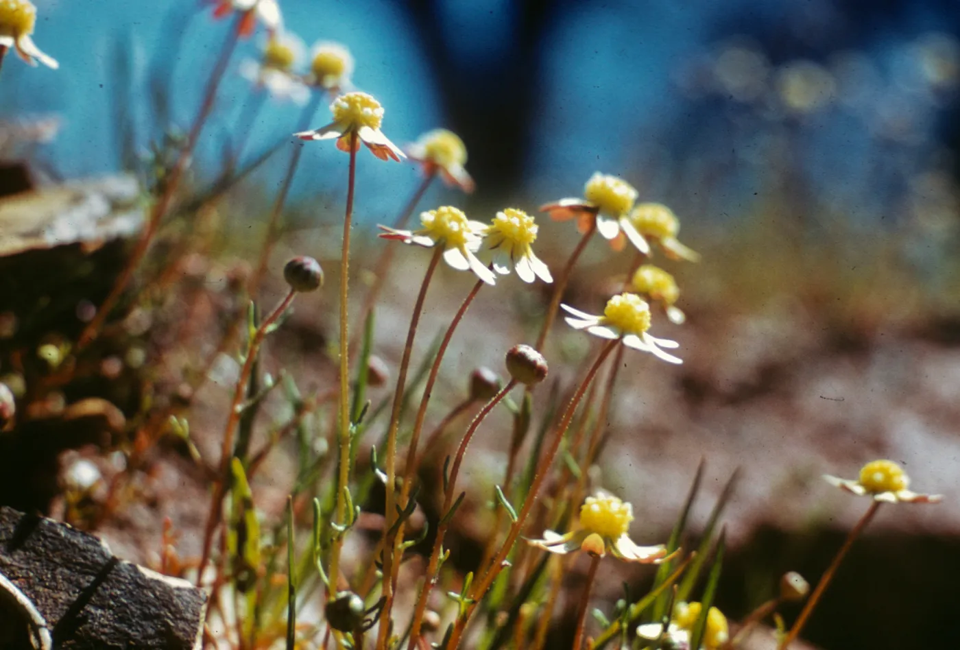 Blennosperma nanum, ca. 3 miles north of LaGrange, Stanislaus County