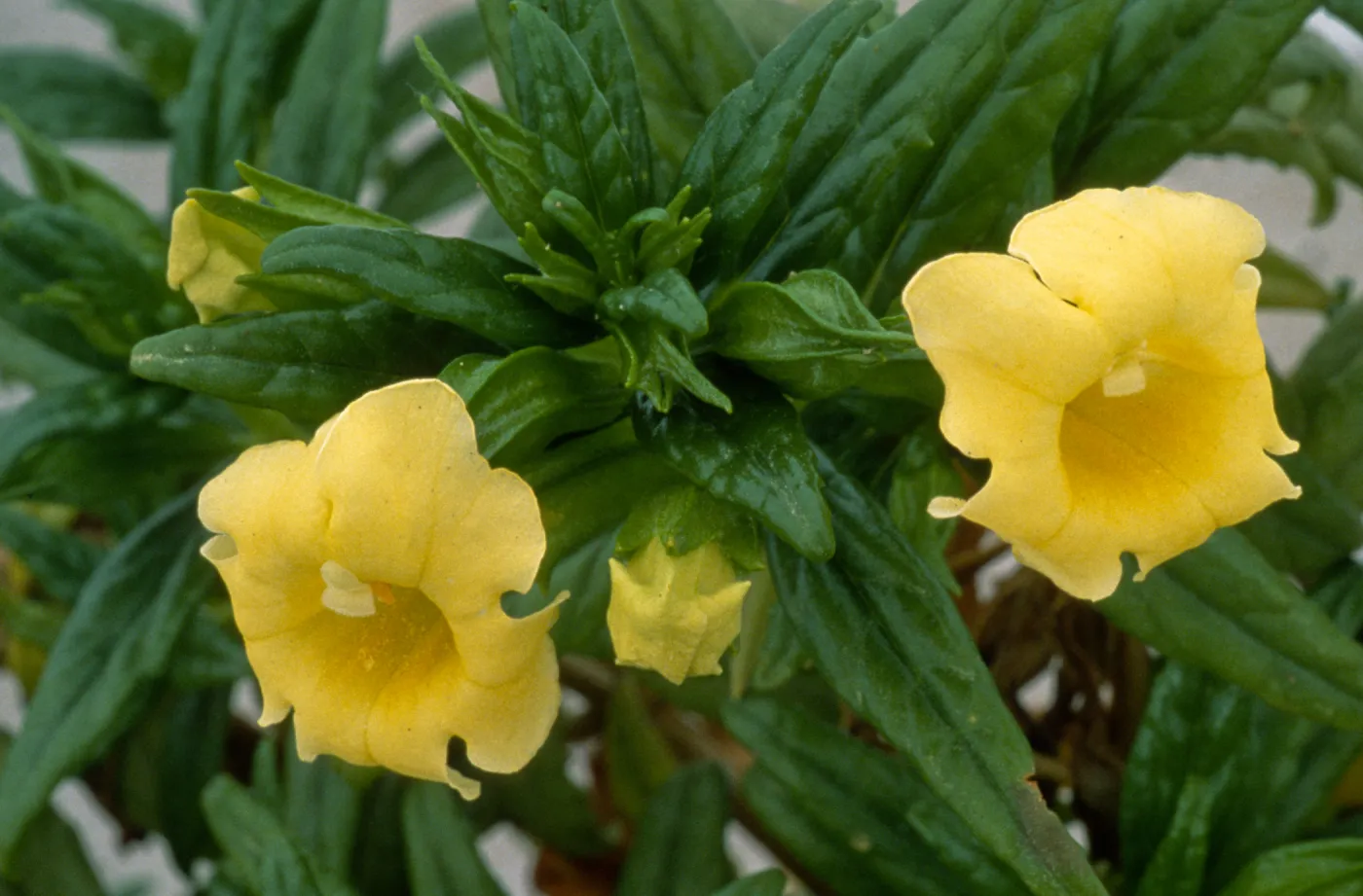 Mimulus aridus
