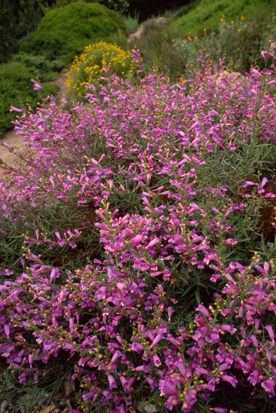 Penstemon