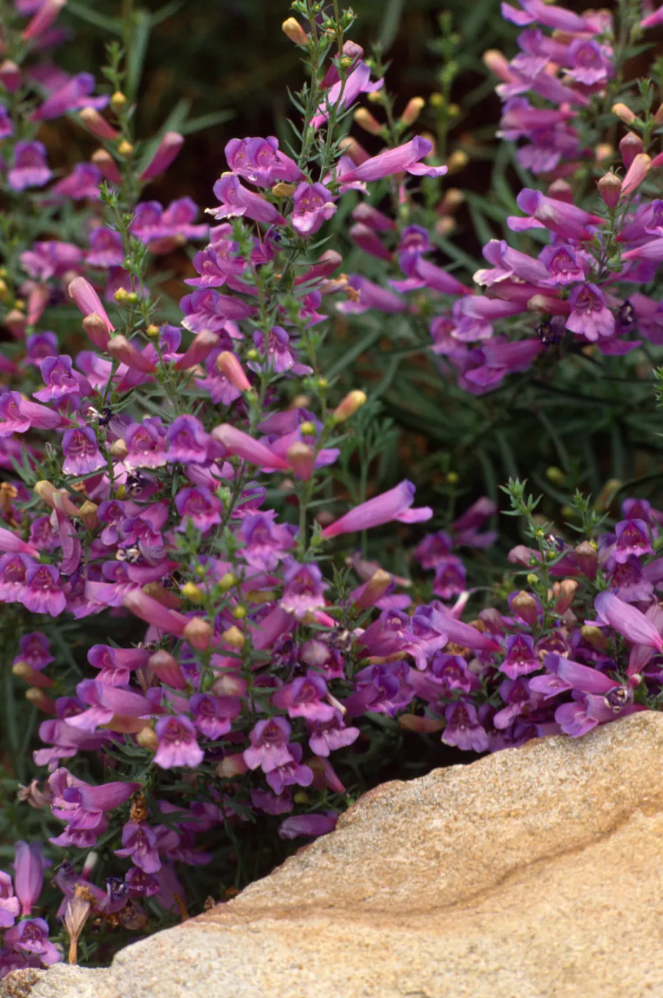 bright pink Penstemon against sandstone boulder