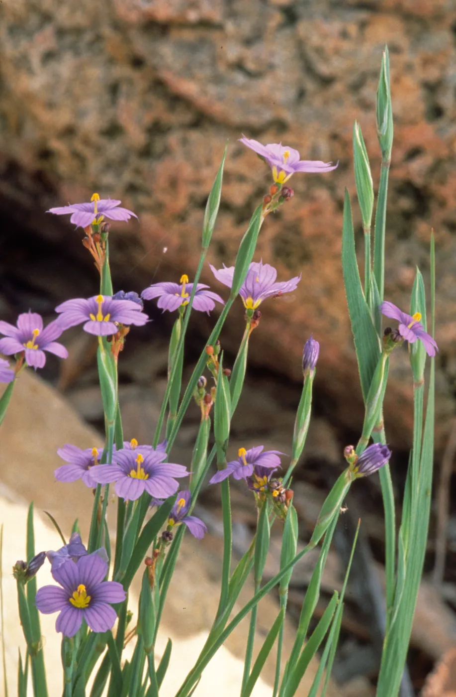 Sisyrinchrium bellum