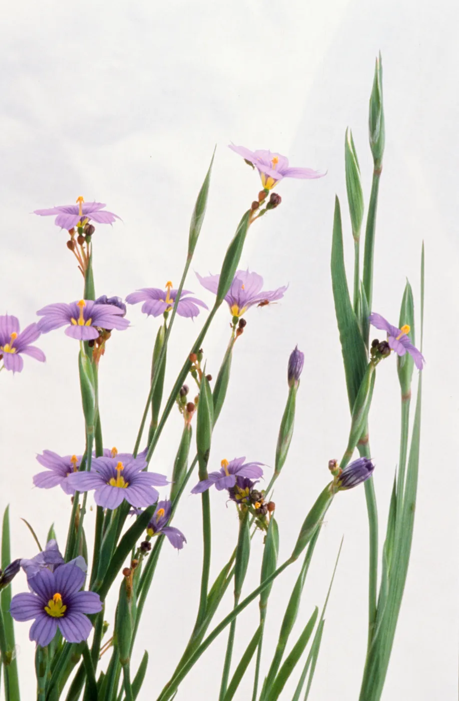 Sisyrinchrium bellum