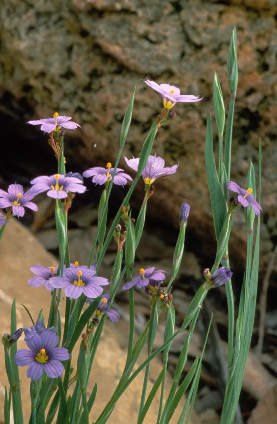 Sisyrinchrium bellum