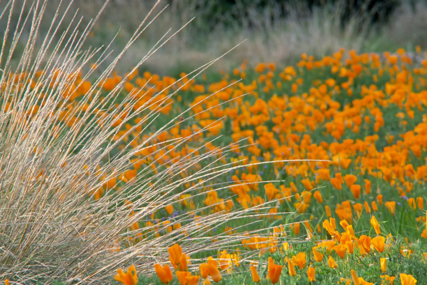 Eschscholzia California Poppy