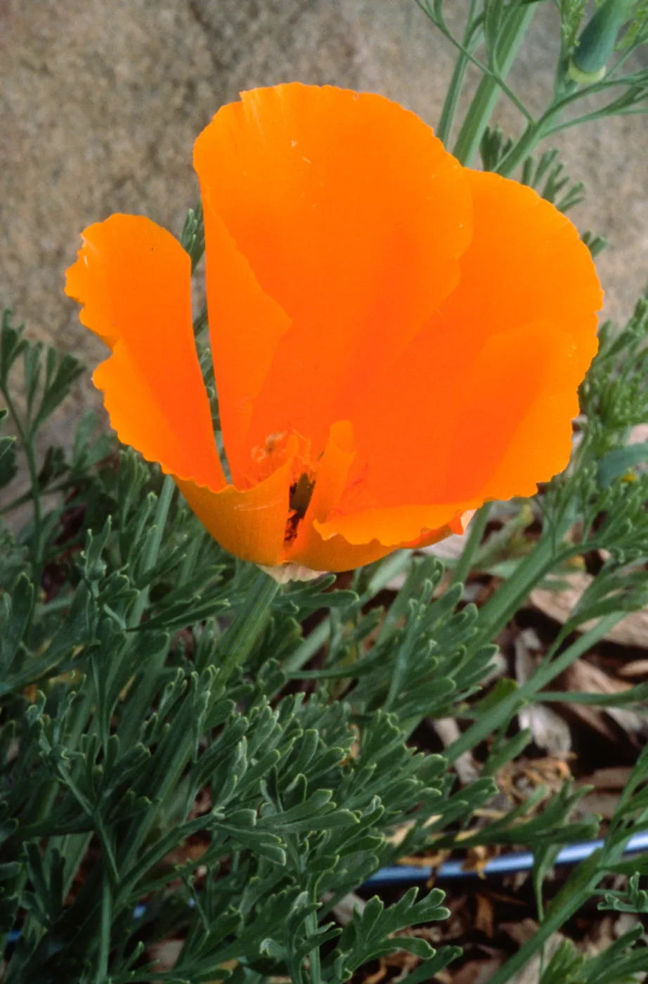Eschscholzia californica