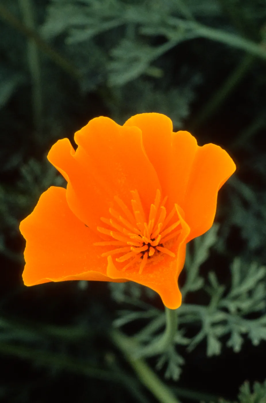 Eschscholzia ((California Poppy))