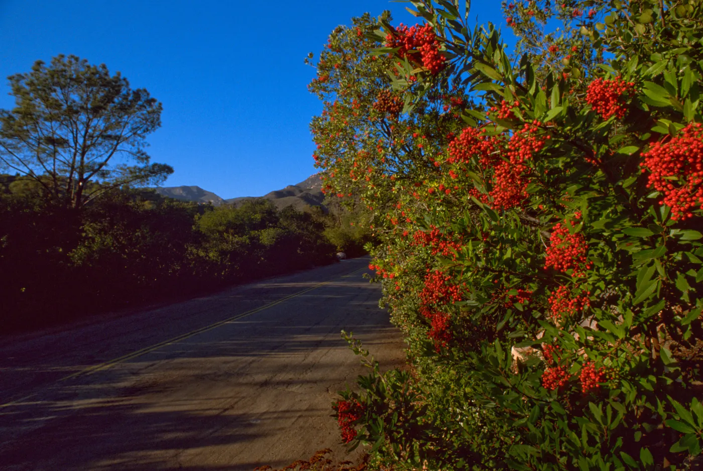 Heteromeles arbutifolia, Mission Canyon Road, blue sky, red berries