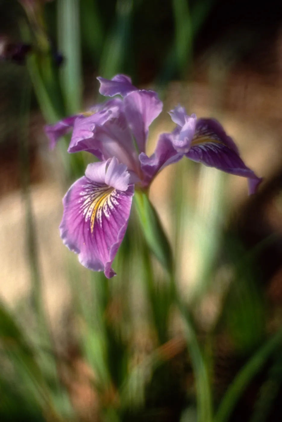 Iris douglasiana - Iris 'Pacific Coast Hybrids'