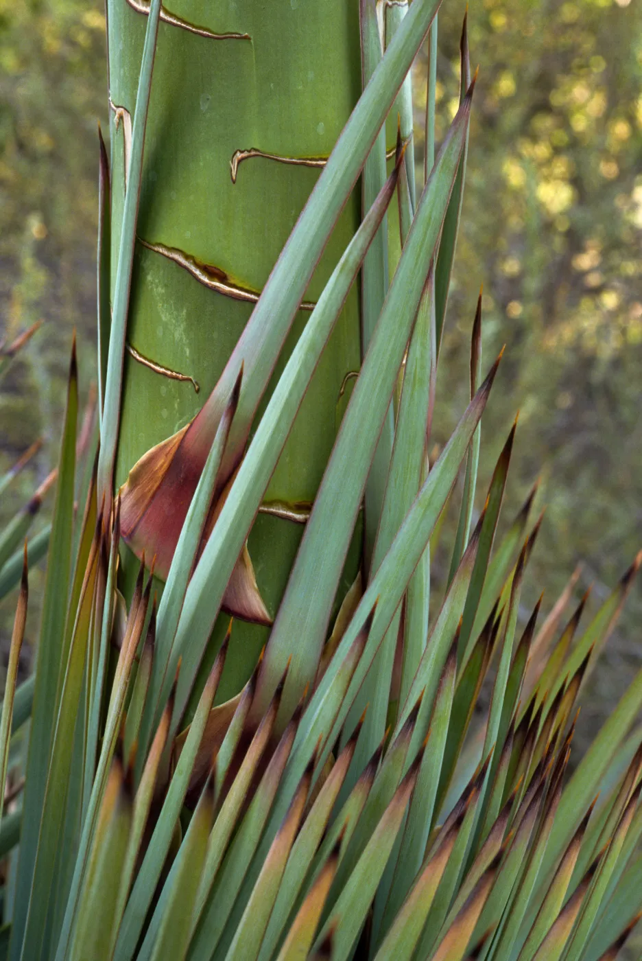 Agave (Century Plant) trunk and leaves