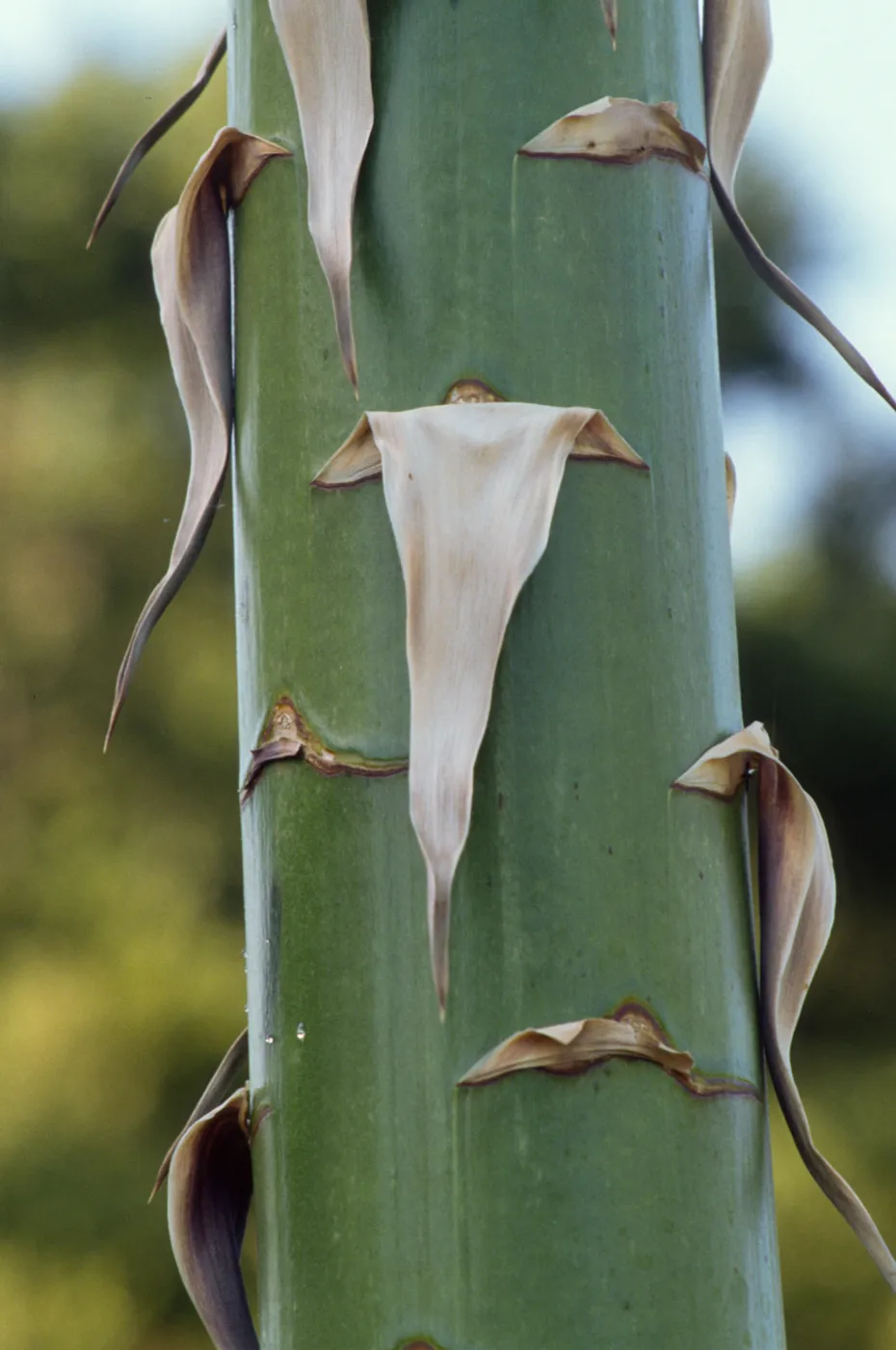 Agave (Century Plant)