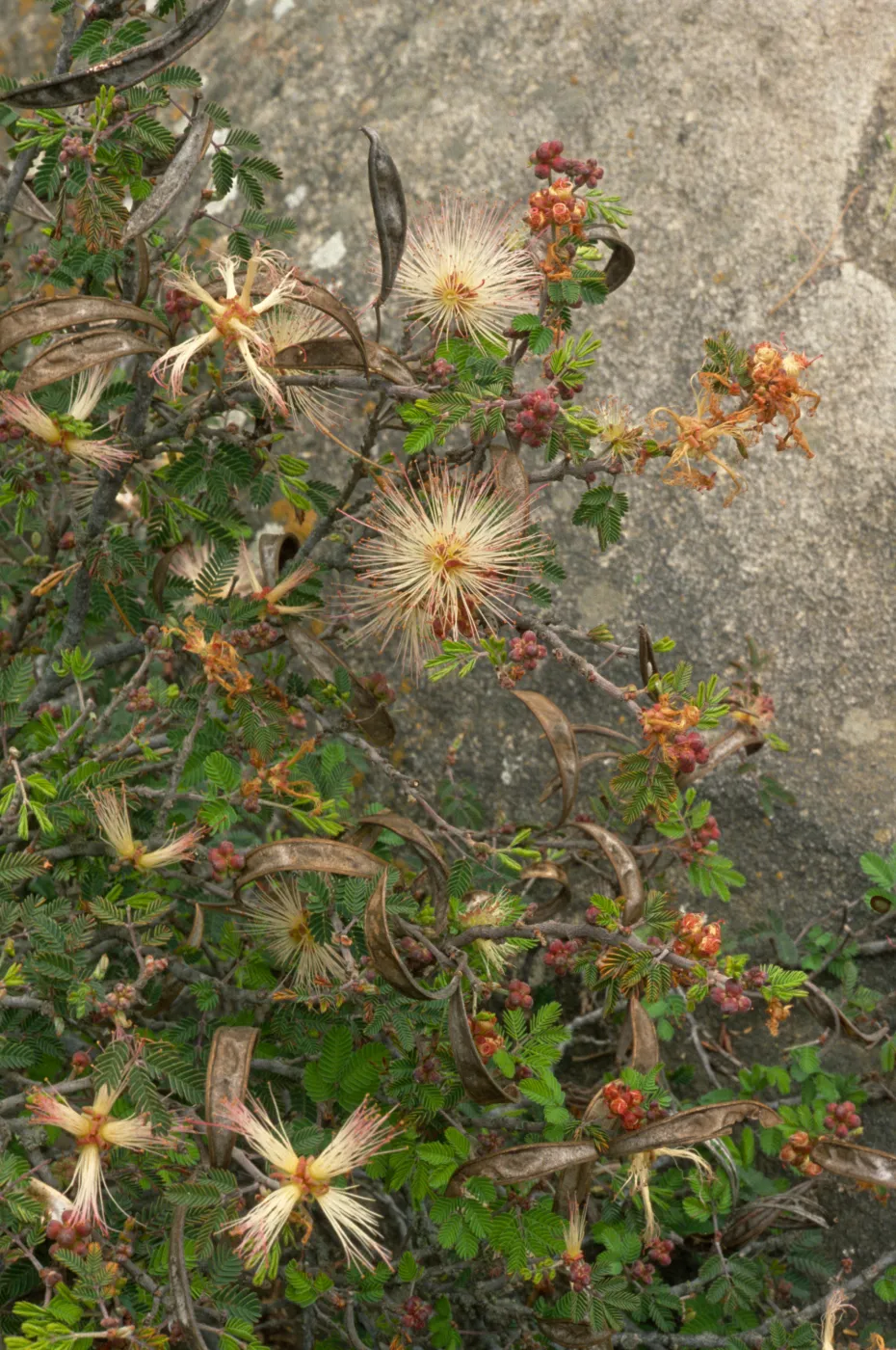 Calliandra eriophylla