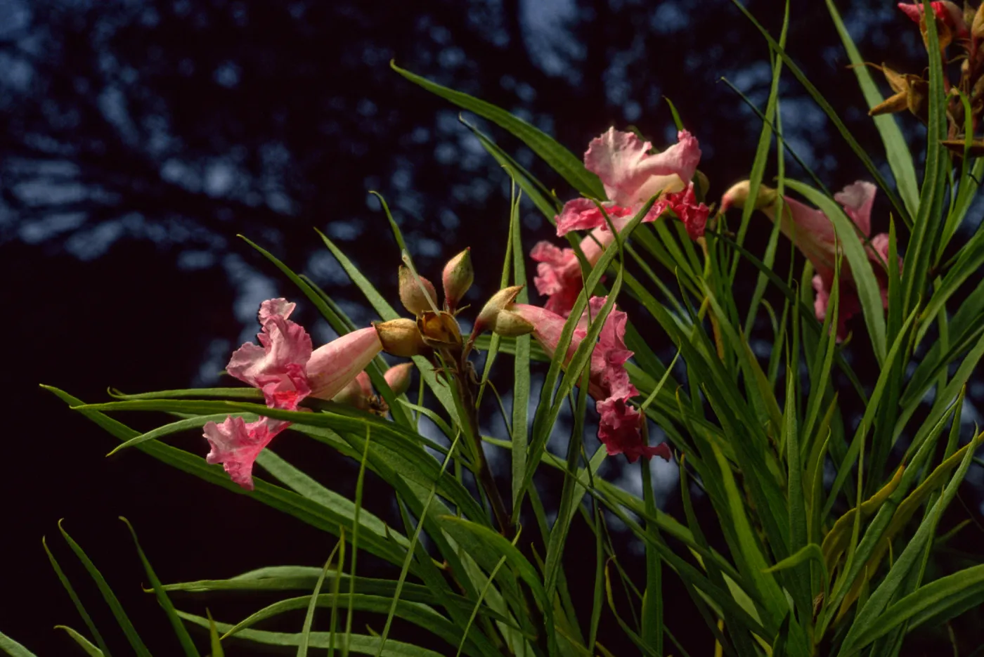 Chilopsis