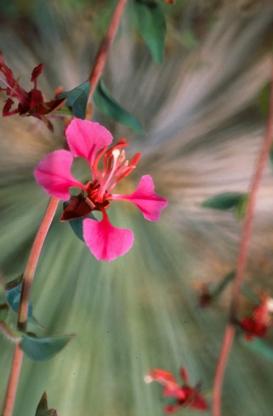 Clarkia