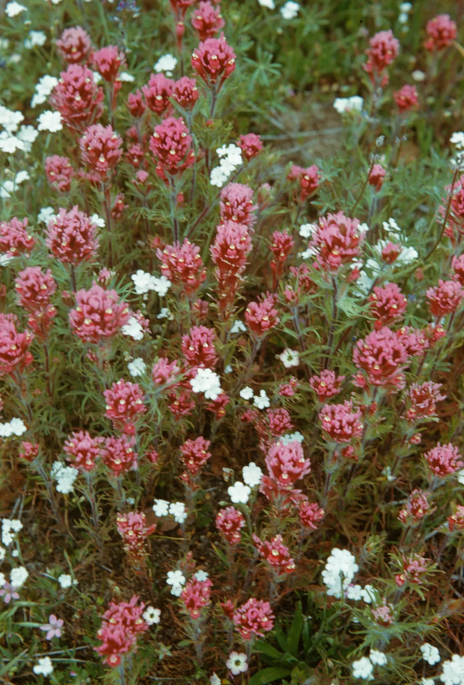 Orthocarpus purpurascens, Owls Clover and Nevitas