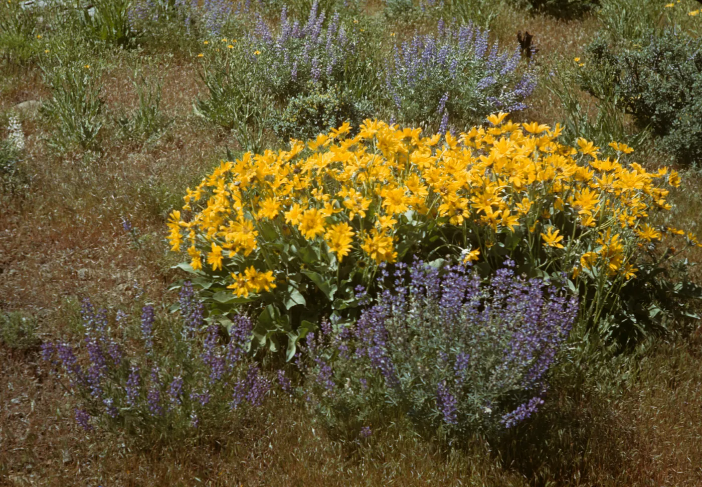 Penstemon and 