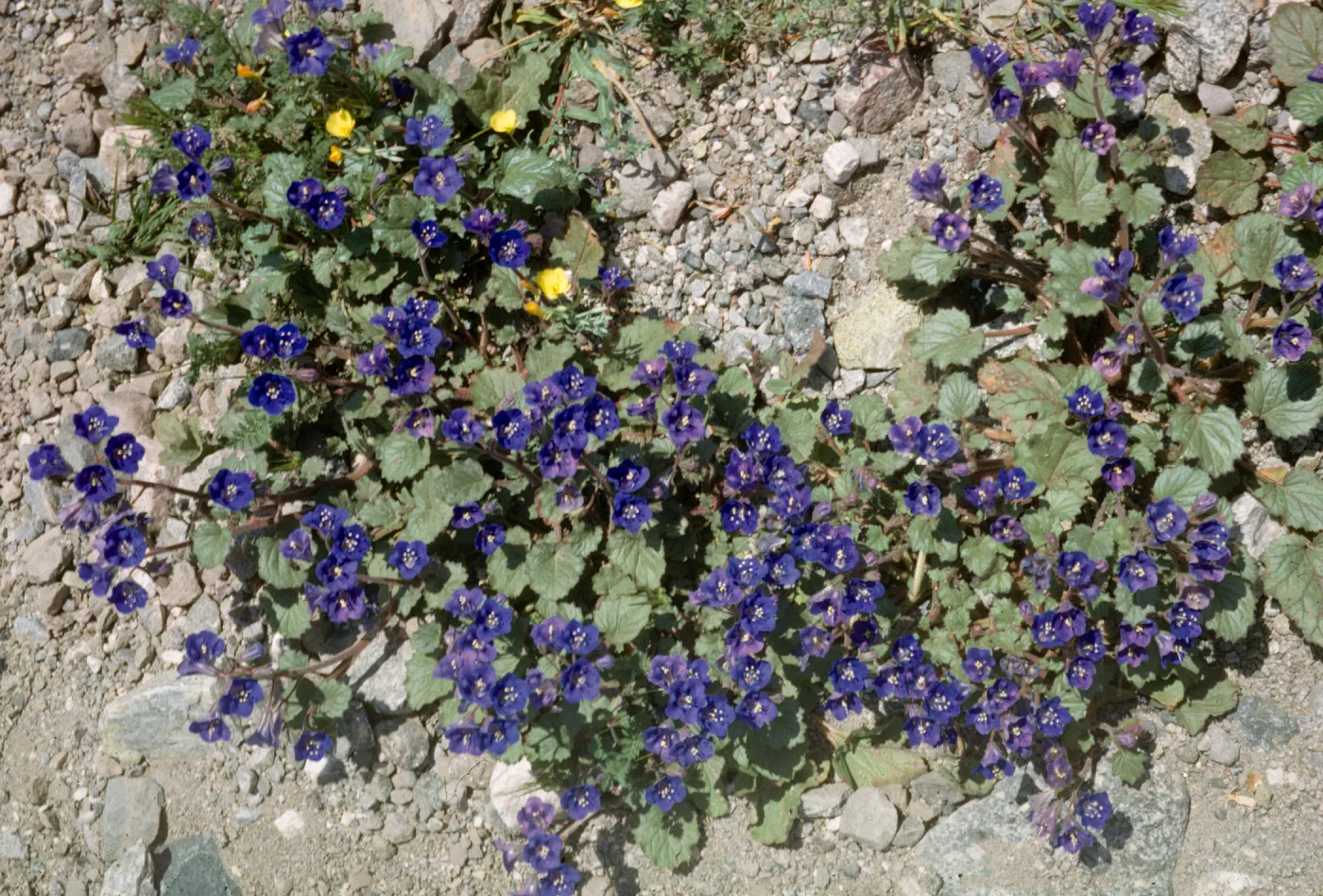 Phacelia campanularia