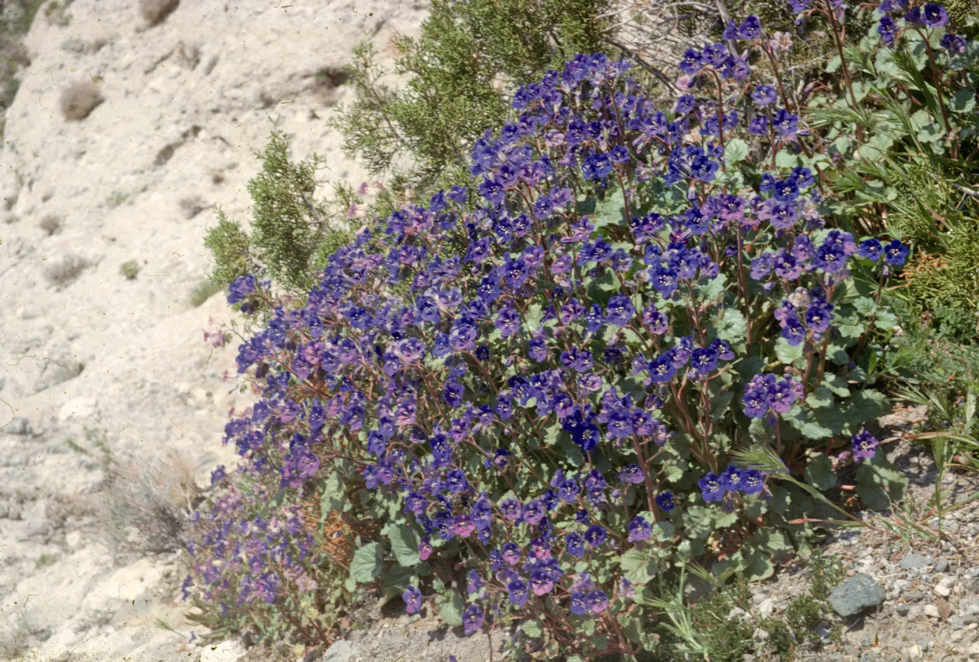 Phacelia campanularia