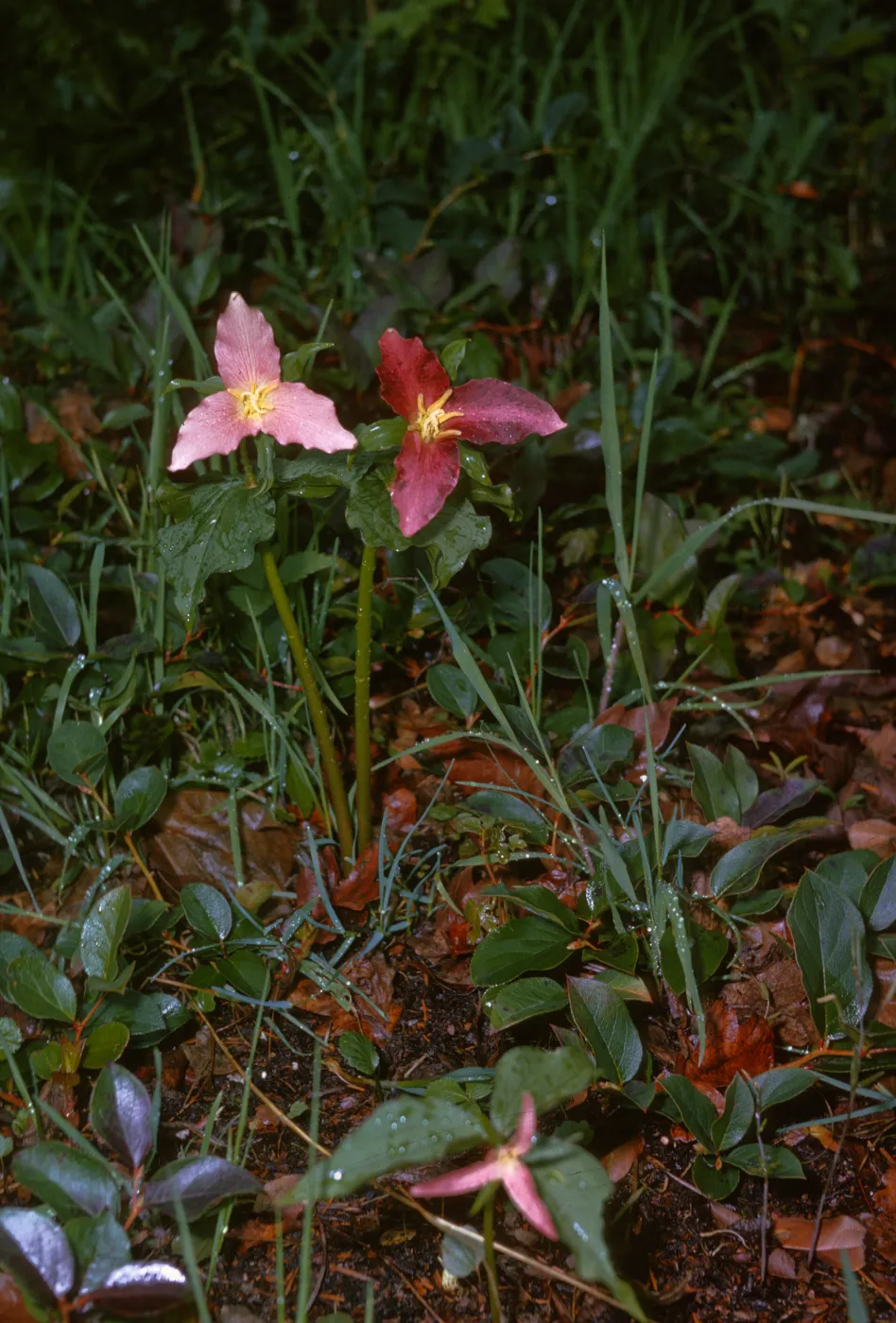 Trillium ovatum