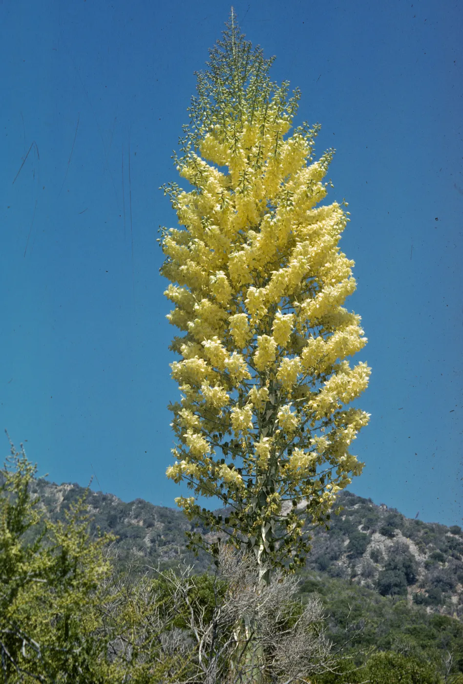 Yucca whipplei