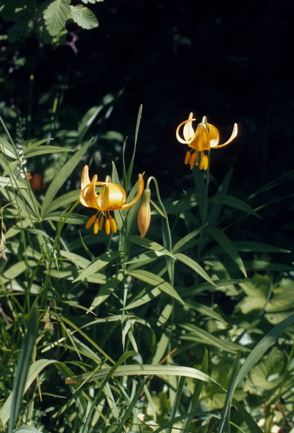 Lilium wigginsii
