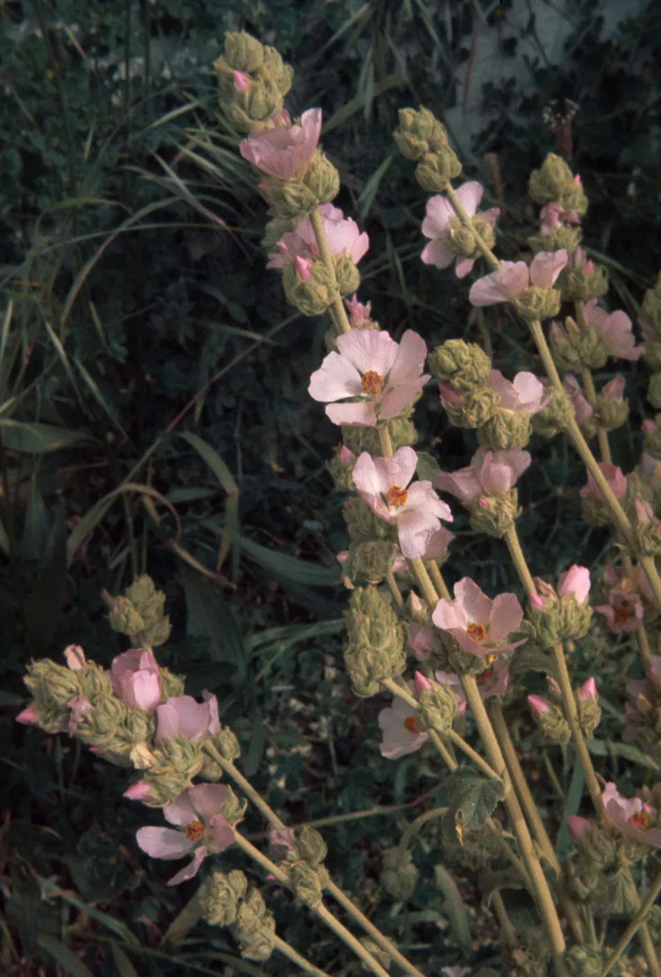Malacothamnus fasciculatus, mallow