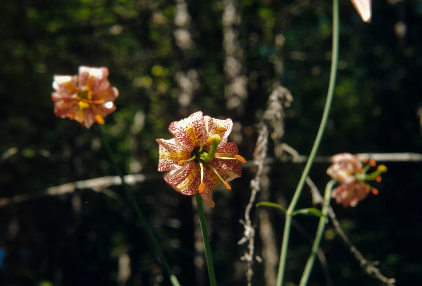 Lilium kelloggii