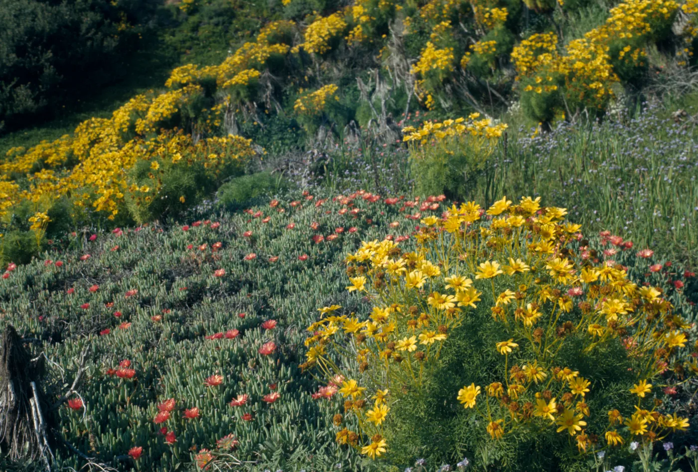 Coreopsis