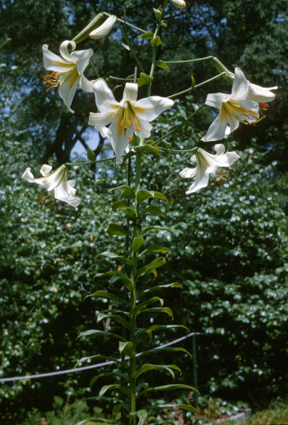 Lilium