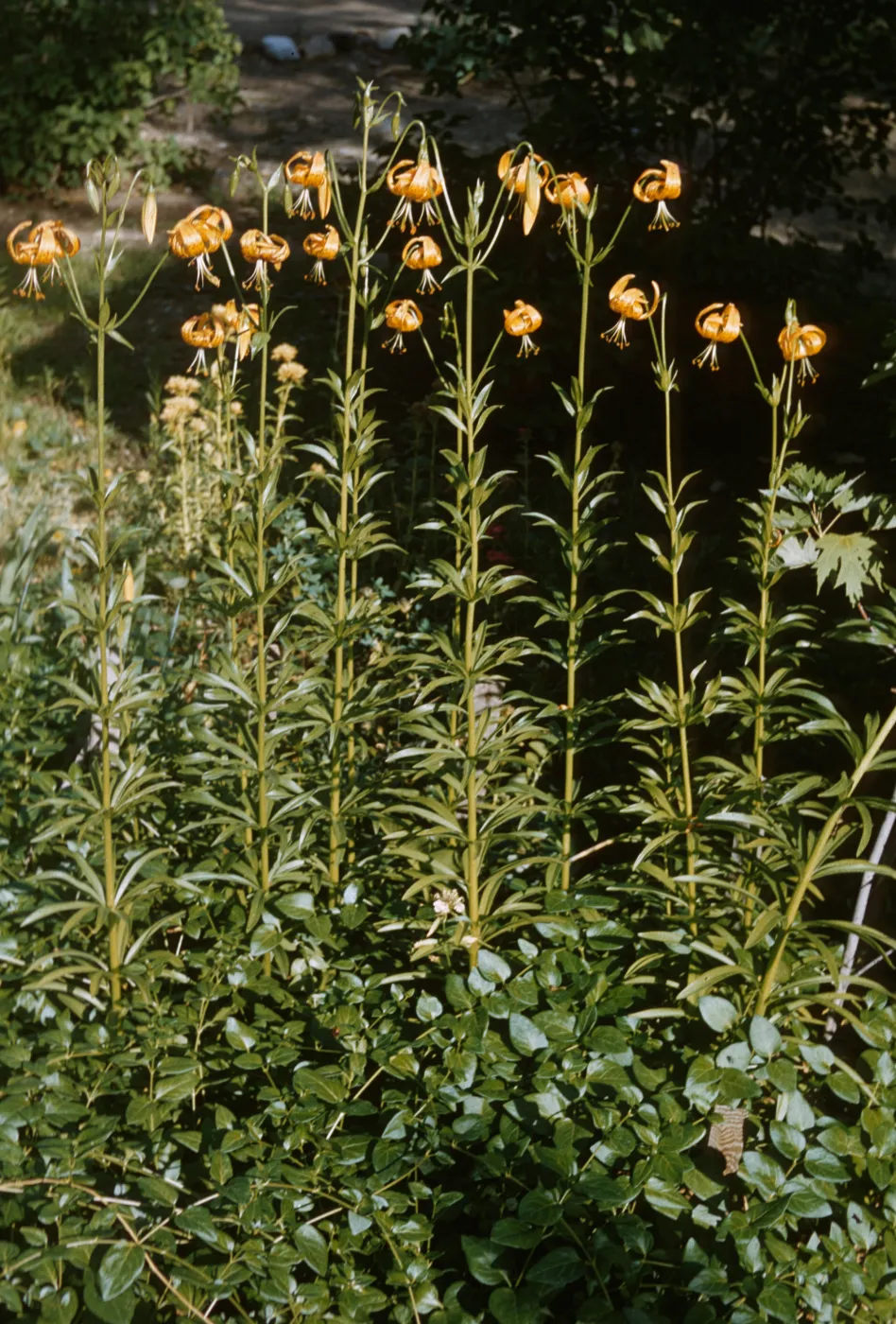 Lilium wigginsii 
