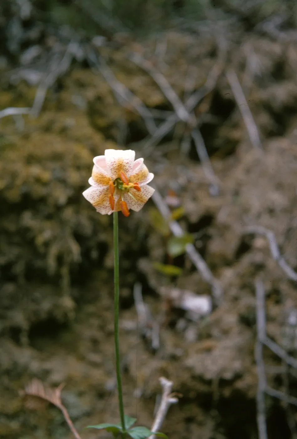 Lilium kelloggii 